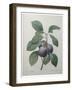 Royal Prune-Pierre-Joseph Redoute-Framed Art Print