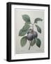 Royal Prune-Pierre-Joseph Redoute-Framed Art Print