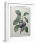 Royal Prune-Pierre-Joseph Redoute-Framed Art Print