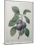 Royal Prune-Pierre-Joseph Redoute-Mounted Art Print