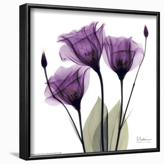 Royal Purple Gentian Trio-Albert Koetsier-Framed Art Print