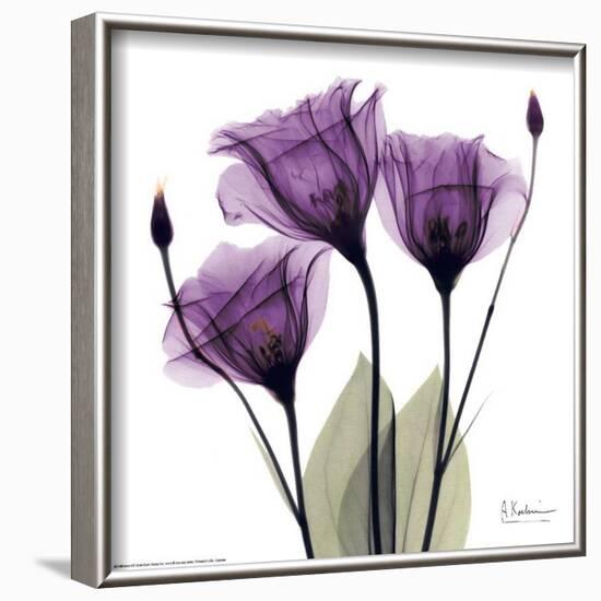 Royal Purple Gentian Trio-Albert Koetsier-Framed Art Print