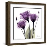 Royal Purple Gentian Trio-Albert Koetsier-Framed Art Print