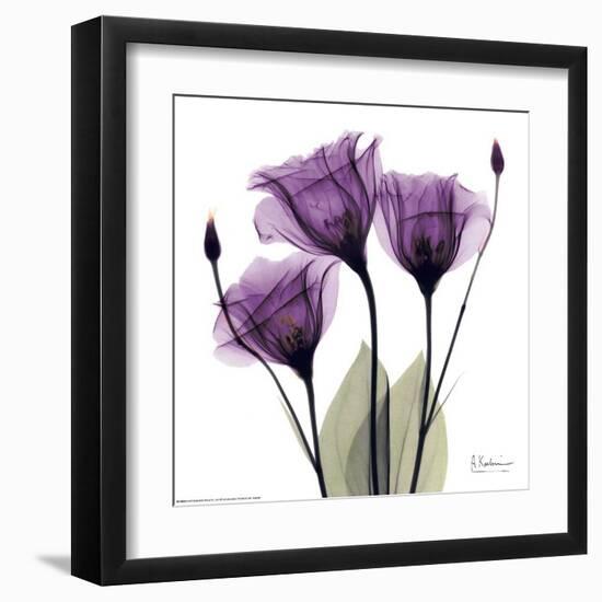 Royal Purple Gentian Trio-Albert Koetsier-Framed Art Print