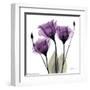 Royal Purple Gentian Trio-Albert Koetsier-Framed Art Print