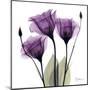 Royal Purple Gentian Trio-Albert Koetsier-Mounted Art Print