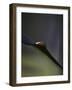 Royal Purple Leaf Abstraction I-Nicole Katano-Framed Photo