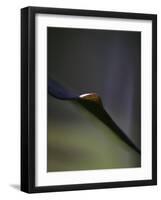 Royal Purple Leaf Abstraction I-Nicole Katano-Framed Photo