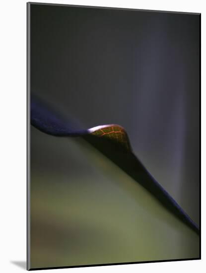 Royal Purple Leaf Abstraction I-Nicole Katano-Mounted Photo