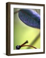 Royal Purple Leaf Abstraction II-Nicole Katano-Framed Photo