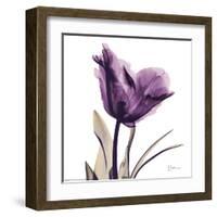 Royal Purple Parrot Tulip-Albert Koetsier-Framed Art Print