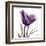 Royal Purple Parrot Tulip-Albert Koetsier-Framed Art Print