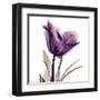 Royal Purple Parrot Tulip-Albert Koetsier-Framed Art Print