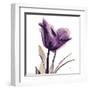 Royal Purple Parrot Tulip-Albert Koetsier-Framed Art Print