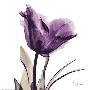 Royal Purple Parrot Tulip-Albert Koetsier-Framed Art Print