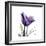 Royal Purple Parrot Tulip-Albert Koetsier-Framed Premium Giclee Print