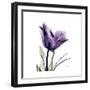 Royal Purple Parrot Tulip-Albert Koetsier-Framed Premium Giclee Print