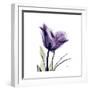 Royal Purple Parrot Tulip-Albert Koetsier-Framed Premium Giclee Print