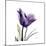 Royal Purple Parrot Tulip-Albert Koetsier-Mounted Premium Giclee Print