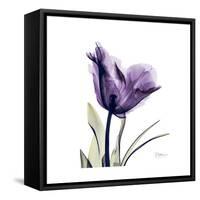 Royal Purple Parrot Tulip-Albert Koetsier-Framed Stretched Canvas