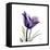 Royal Purple Parrot Tulip-Albert Koetsier-Framed Stretched Canvas