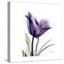 Royal Purple Parrot Tulip-Albert Koetsier-Stretched Canvas