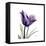 Royal Purple Parrot Tulip-Albert Koetsier-Framed Stretched Canvas