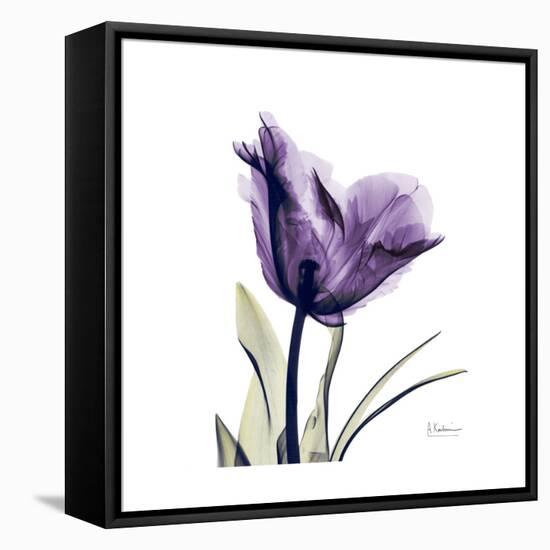 Royal Purple Parrot Tulip-Albert Koetsier-Framed Stretched Canvas