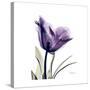 Royal Purple Parrot Tulip-Albert Koetsier-Stretched Canvas