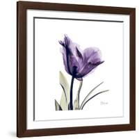 Royal Purple Parrot Tulip-Albert Koetsier-Framed Giclee Print