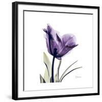 Royal Purple Parrot Tulip-Albert Koetsier-Framed Giclee Print