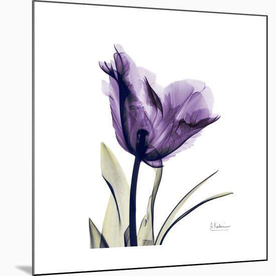 Royal Purple Parrot Tulip-Albert Koetsier-Mounted Giclee Print