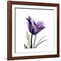 Royal Purple Parrot Tulip-Albert Koetsier-Framed Giclee Print