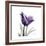 Royal Purple Parrot Tulip-Albert Koetsier-Framed Giclee Print