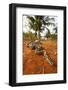 Royal python (Python regius) Togo. Controlled conditions-Daniel Heuclin-Framed Photographic Print