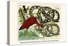 Royal Python, Reticulated Python, Scarlet Ibis, Rufous-Tailed Shama-Albertus Seba-Stretched Canvas