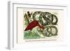 Royal Python, Reticulated Python, Scarlet Ibis, Rufous-Tailed Shama-Albertus Seba-Framed Art Print