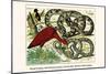 Royal Python, Reticulated Python, Scarlet Ibis, Rufous-Tailed Shama-Albertus Seba-Mounted Art Print