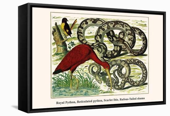 Royal Python, Reticulated Python, Scarlet Ibis, Rufous-Tailed Shama-Albertus Seba-Framed Stretched Canvas