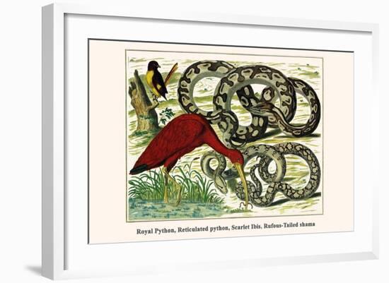 Royal Python, Reticulated Python, Scarlet Ibis, Rufous-Tailed Shama-Albertus Seba-Framed Art Print