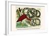 Royal Python, Reticulated Python, Scarlet Ibis, Rufous-Tailed Shama-Albertus Seba-Framed Art Print