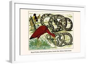Royal Python, Reticulated Python, Scarlet Ibis, Rufous-Tailed Shama-Albertus Seba-Framed Art Print