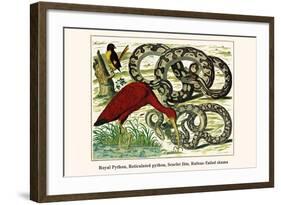 Royal Python, Reticulated Python, Scarlet Ibis, Rufous-Tailed Shama-Albertus Seba-Framed Art Print