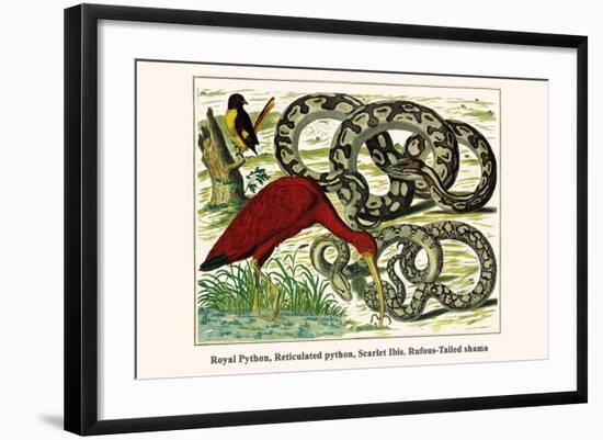 Royal Python, Reticulated Python, Scarlet Ibis, Rufous-Tailed Shama-Albertus Seba-Framed Art Print