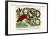 Royal Python, Reticulated Python, Scarlet Ibis, Rufous-Tailed Shama-Albertus Seba-Framed Art Print