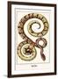 Royal Python-Albertus Seba-Framed Art Print