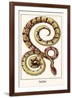 Royal Python-Albertus Seba-Framed Art Print