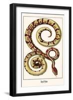 Royal Python-Albertus Seba-Framed Art Print