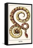Royal Python-Albertus Seba-Framed Stretched Canvas