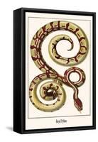 Royal Python-Albertus Seba-Framed Stretched Canvas